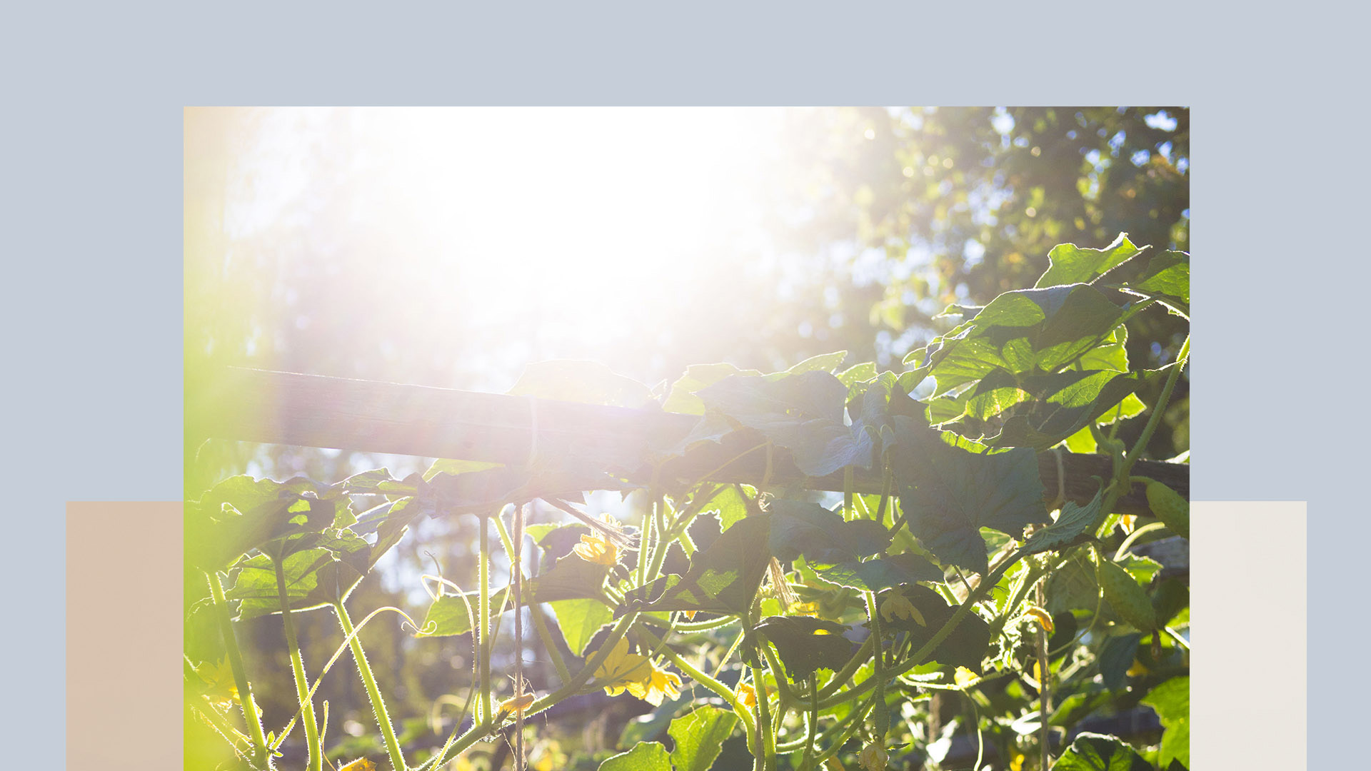 Métissages - Arrangement photo